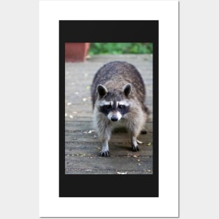 Fat Raccoon Print Posters and Art